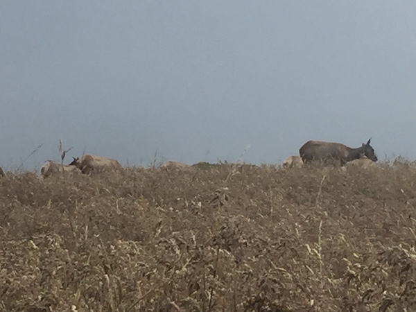 20170624 Tomales Point Trail - 1 Point Reyes