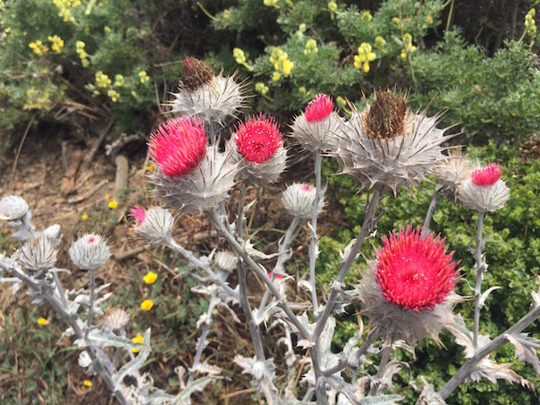 20170624 Tomales Point Trail - 3 Point Reyes