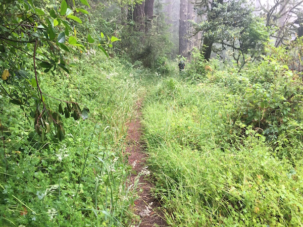 20170625 Sky Trail Coast Trail Point Reyes - 5