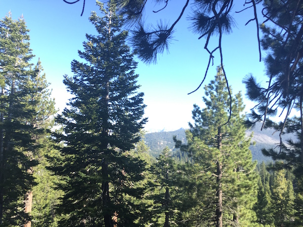 201707 lake tahoe 5 trees