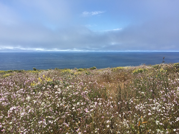 20170624 Tomales Point Trail - 2 Point Reyes