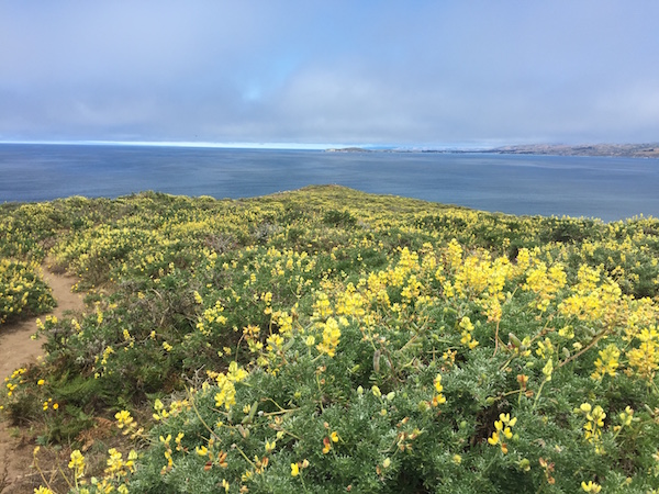 20170624 Tomales Point Trail - 4 Point Reyes